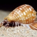 shell_li_h_0705_png2078.jpg